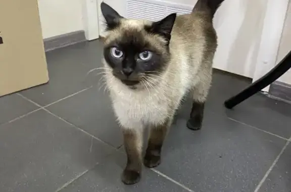 Найдена Тайская кошка на улице Новикова-Прибоя, 16