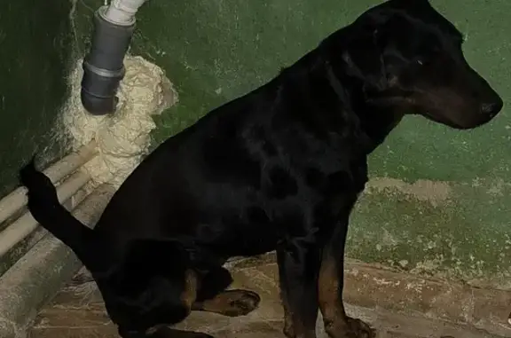 Собака найдена в Воронцовке, Ростовская область