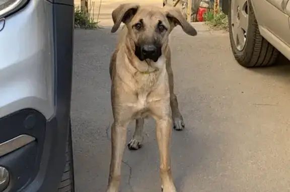 Найден щенок на Лихоборской набережной
