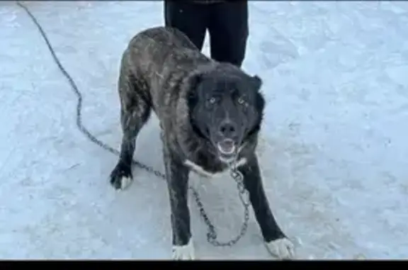 Пропала собака Алабай по кличке Граф в Климотино, Ленобласть