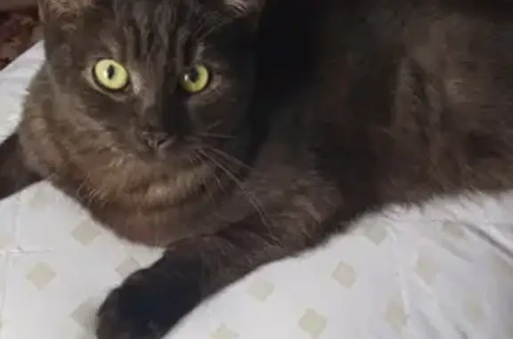 Кошки потеряшки, Новосибирск, фото: Потеряшка кошка Муська на Алейской, 43, Новосибирск