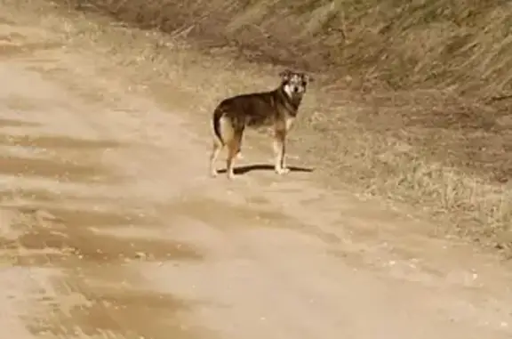 Собака без ошейника найдена между д. Видогощь и д. Люболяды (адрес: Видогощь - Менюша, 94, Ермолинское сельское поселение)