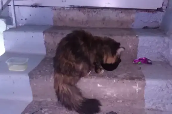 Обнаружена уходенная кошка на Мокрушина, 18А