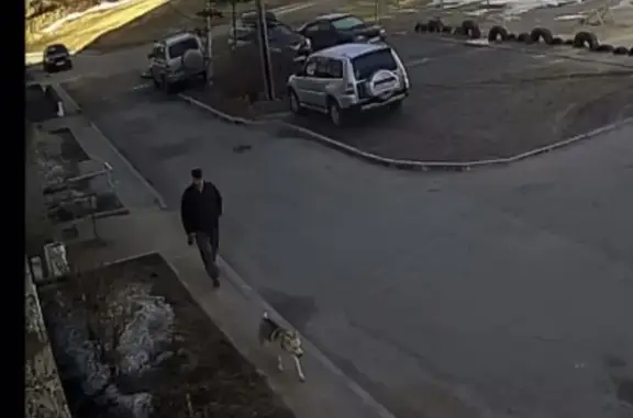 Пропала собака на Совхозной улице, Петрозаводск
