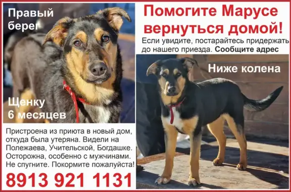 Пропала собака Маруся в Новосибирске, помогите найти!