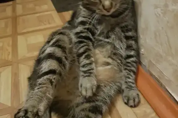 Кошки потеряшки, Санкт-Петербург, фото: Потеряшка кошка на Дунайском проспекте 48 к1 литА