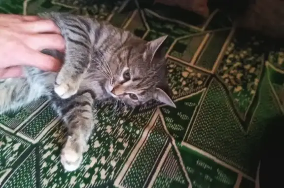 Пропала кошка на ул. 50 лет Октября, Красный Сулин