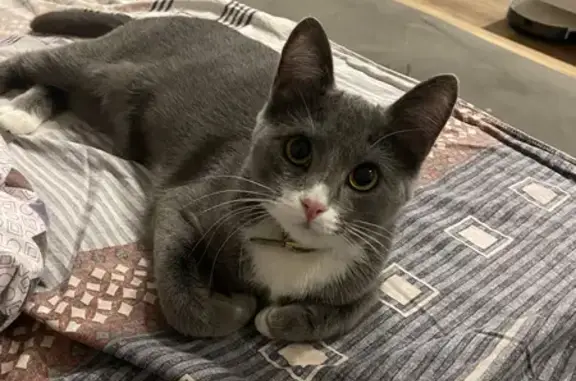 Потерянные животные Уфа, фото: Пропала кошка на проспекте Октября, 87, Уфа