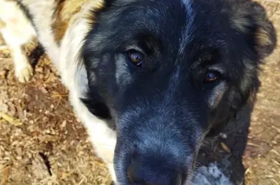 Пропала собака на Кузнечной, 28 в Уссурийске