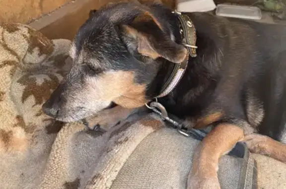 Найдена собака Такса в Больших Колпанах