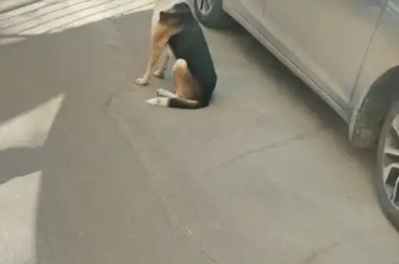 Собака Кабель найдена на Оранжерейной улице