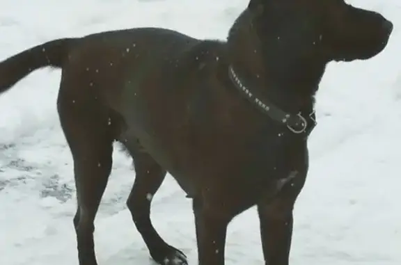 Пропала собака Бася в деревне Выдумки, Заркский район, Тульская область