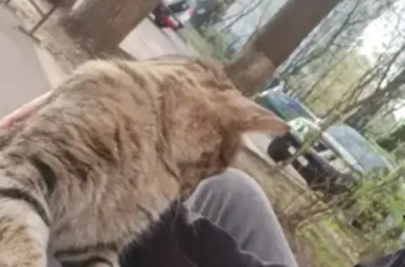 Найдена кошка на улице Медиков, Москва
