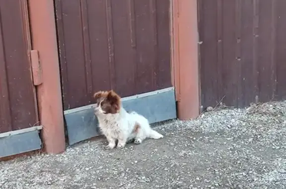 Найдена домашняя собака на Заболотной, 52 в Челябинске
