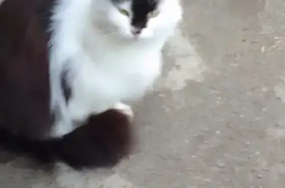 Кошка найдена на Морской, 84 в Волгодонске.