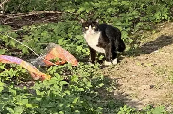 Найдена кошка на Западной улице, 19 в Пскове