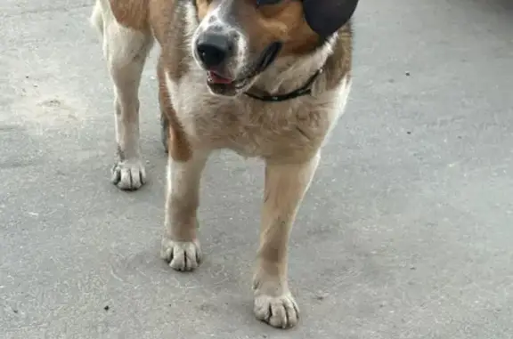 Найдена собака на ул. Фрунзе, 24 в Красной Пахре