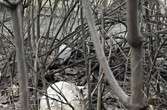 Пропала кошка возле магнита, найдена возле 14-го отделения в Иваново