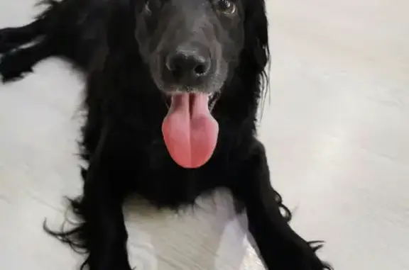 Найдена чёрная собака на ул. Чернышевского, 24 в Ярцево