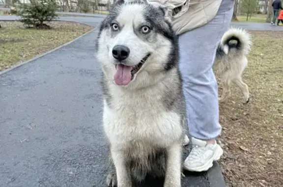 Собака Хаски найдена на улице Большакова, 111.