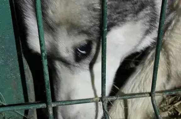 Найдена собака, Московская область, фото: Найдены две собаки в Московской области