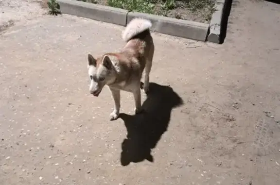 Найдена собака в Костроме