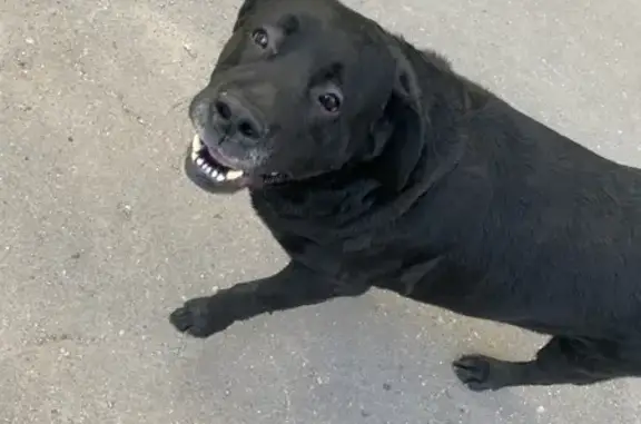 Собака найдена в парке Ашман, Калининградская область