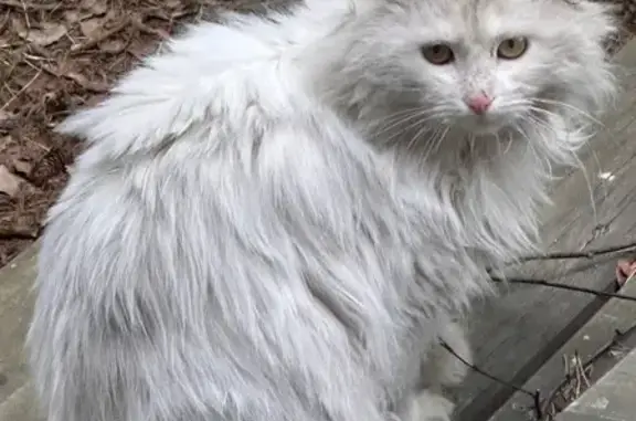 Найдена кошка в Московской области