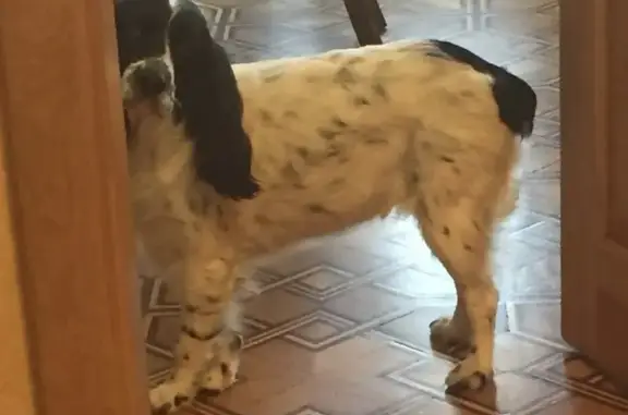 Объявления о пропавших и найденных животных, Лесной, фото: Пропала собака на Зеленой, 4, Лесной