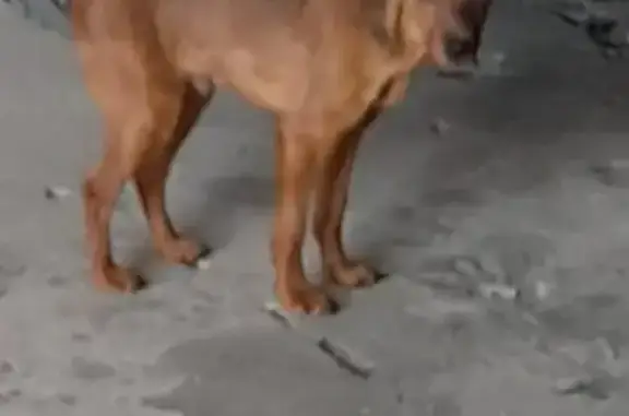 Найдена рыжая собака на Сумской, 412, Белгород