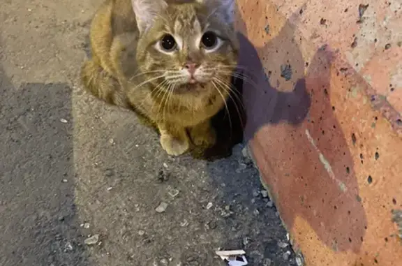 Найден домашний рыжий кот на Пролетарском проспекте