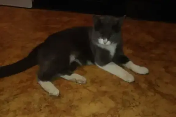 Найдена кошка на Самарской, 148