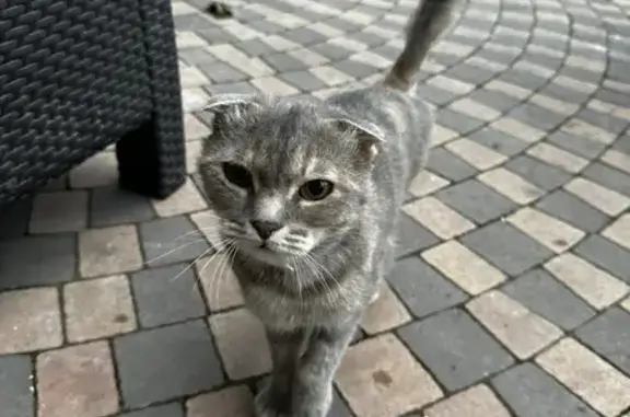 Найдена кошка с ошейником в Верхнем Валуево
