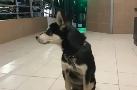 Найдена собака на Туапсинской 8 в Сочи