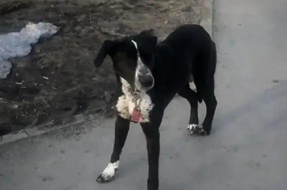 Собака найдена на Павловском тракте, 305Г, Барнаул.