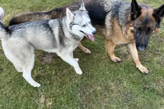 Найдена собака, Московская область, фото: Найдены две собаки в Московской области!