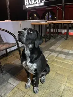 Объявления о пропавших и найденных животных, Сочи, фото: Найден курцхар кобель на ул. Приморской в Сочи