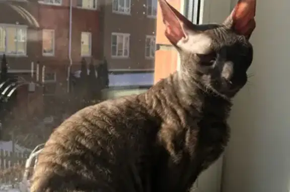 Пропала кошка на Береговой улице, 9, Долгопрудный