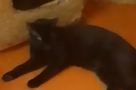 Найдена черная кошка у дома 48 в Мехзаводе, Самара