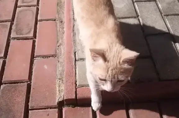 Найдена светло-рыжая кошка в Нестерово