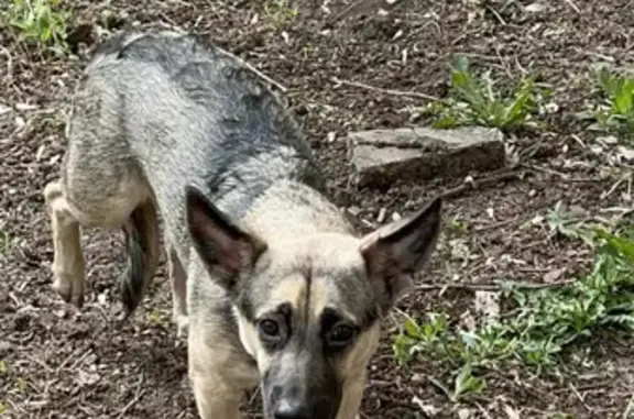 Собака найдена на 9 Мая, 11 в Самаре.