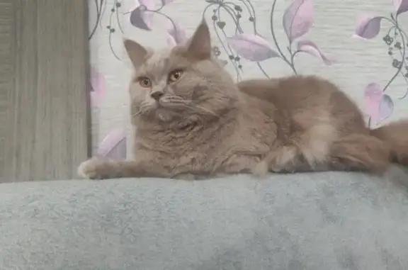 Кошки потеряшки, Ярославль, фото: Потеряшка кошка в Ярославле на 2-й улице Новостройка