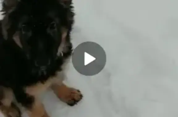 Пропала собака Малыш в Каменск-Уральском
