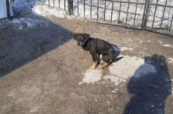 Собака найдена на ул. Славы, 26 в Кемерово