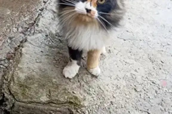 Найдена кошка в Воронеже на Заречном переулке