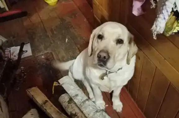 Пропала собака Нюша в Нижегородской области