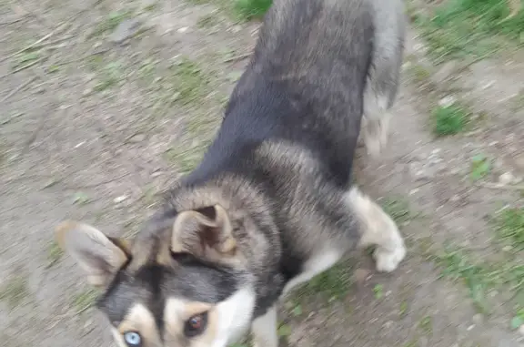 Собака с ошейником найдена в Саратове