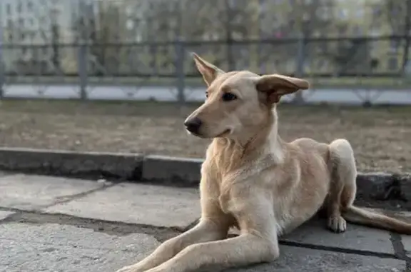 Найден щенок метис лайки на Адмиралтейской улице, Колпино.