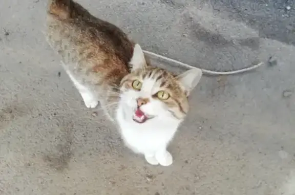 Найдена кошка на улице Ногина, 56 в Оренбурге