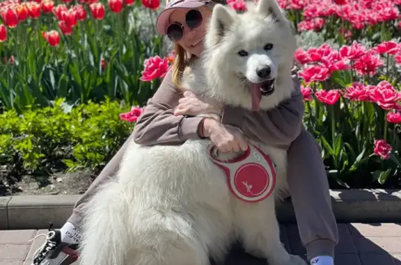 Собаки потеряшки, , фото: Потеряшка собака на ул. Курчатова, 10